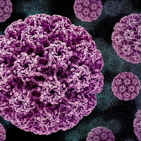Human herpesvirus 6A electron micrograph