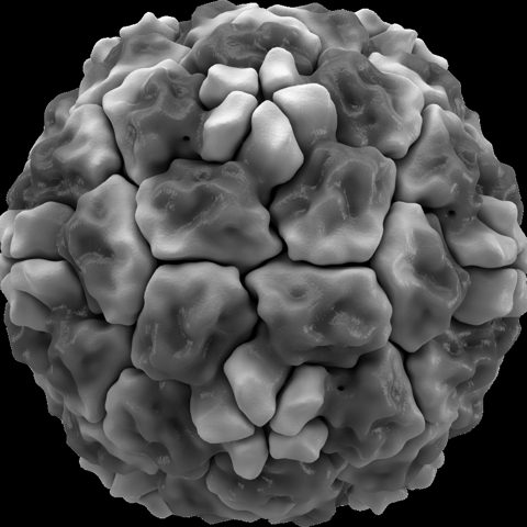 Human parechovirus electron micrograph