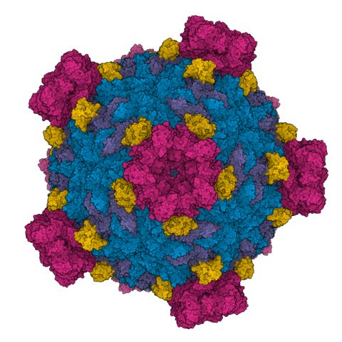 Varicella-zoster virus electron micrograph
