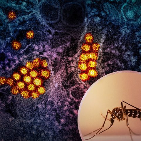 Influenza A H2N2 electron micrograph