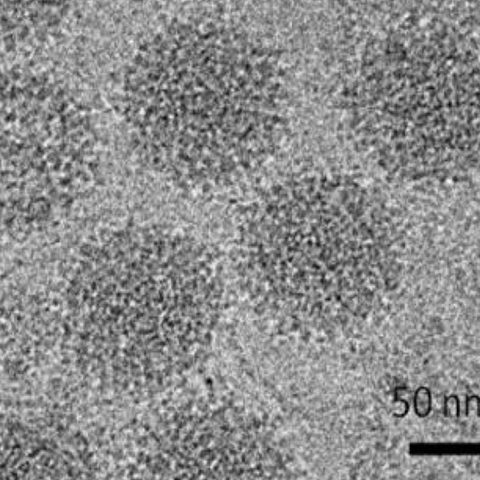 Duvenhage virus electron micrograph