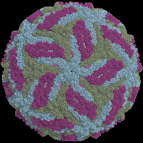 Herpes simplex virus 2 electron micrograph