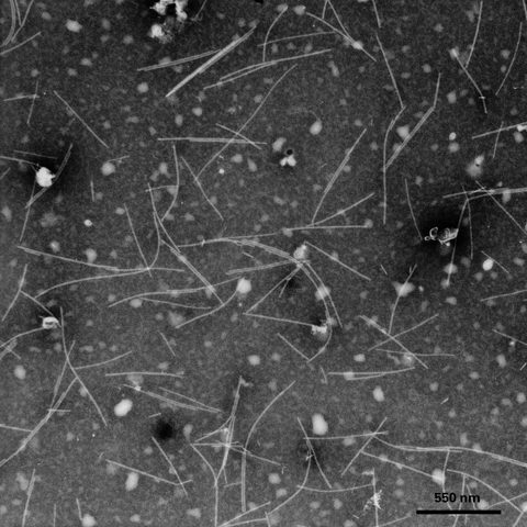 Rhinovirus B electron micrograph