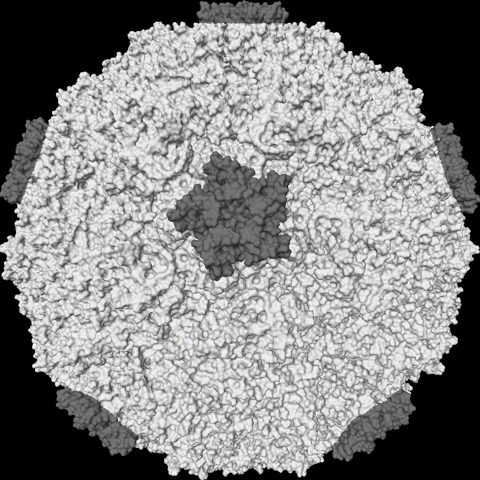 Human parainfluenza virus 1 electron micrograph
