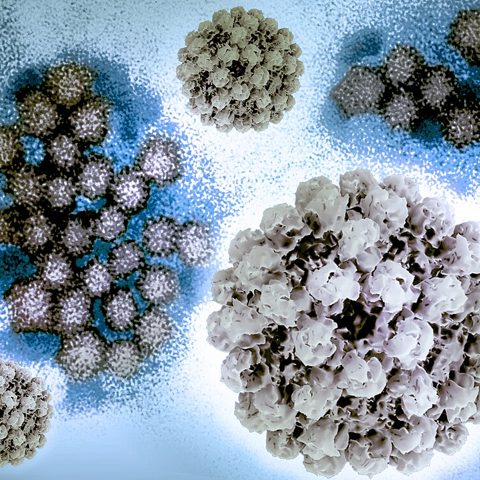 Sendai virus electron micrograph
