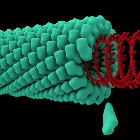 Dengue virus 3 electron micrograph