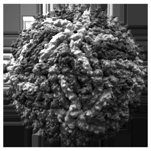 Dengue virus 2 electron micrograph