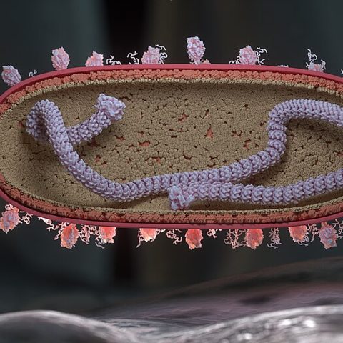 Human herpesvirus 7 electron micrograph