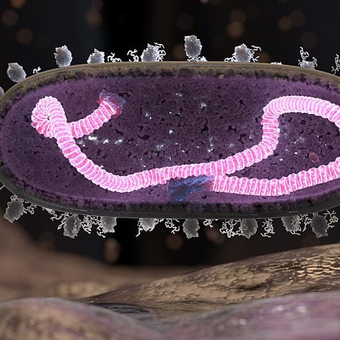 Barmah Forest virus electron micrograph